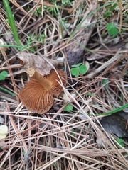Cortinarius cinnamomeus