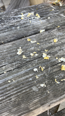 Dacrymyces spathularia