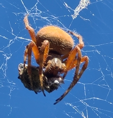 Araneus gemma