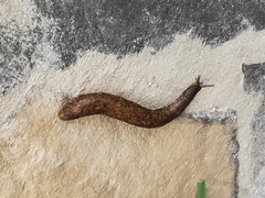 Gastrodontidae