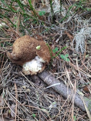Suillus placidus