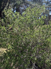 Rhamnus ilicifolia
