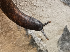 Gastrodontidae