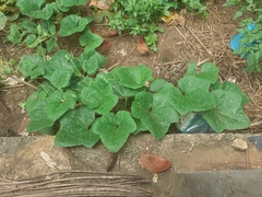 Cucumis melo