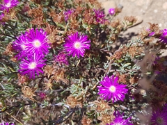 Lampranthus emarginatus