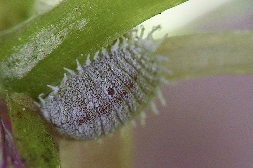 Cochineal (Insects Exhibition of the Torrey Pines State Natural Reserve ...