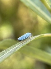 Graphocephala atropunctata