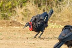 Bucorvus leadbeateri