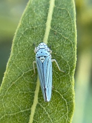 Graphocephala atropunctata