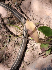 Thamnophis eques megalops