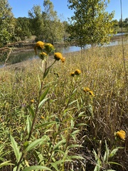 Helianthus strumosus