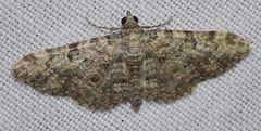 Eupithecia semigraphata