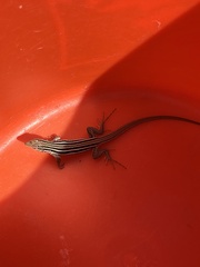 Aspidoscelis hyperythrus