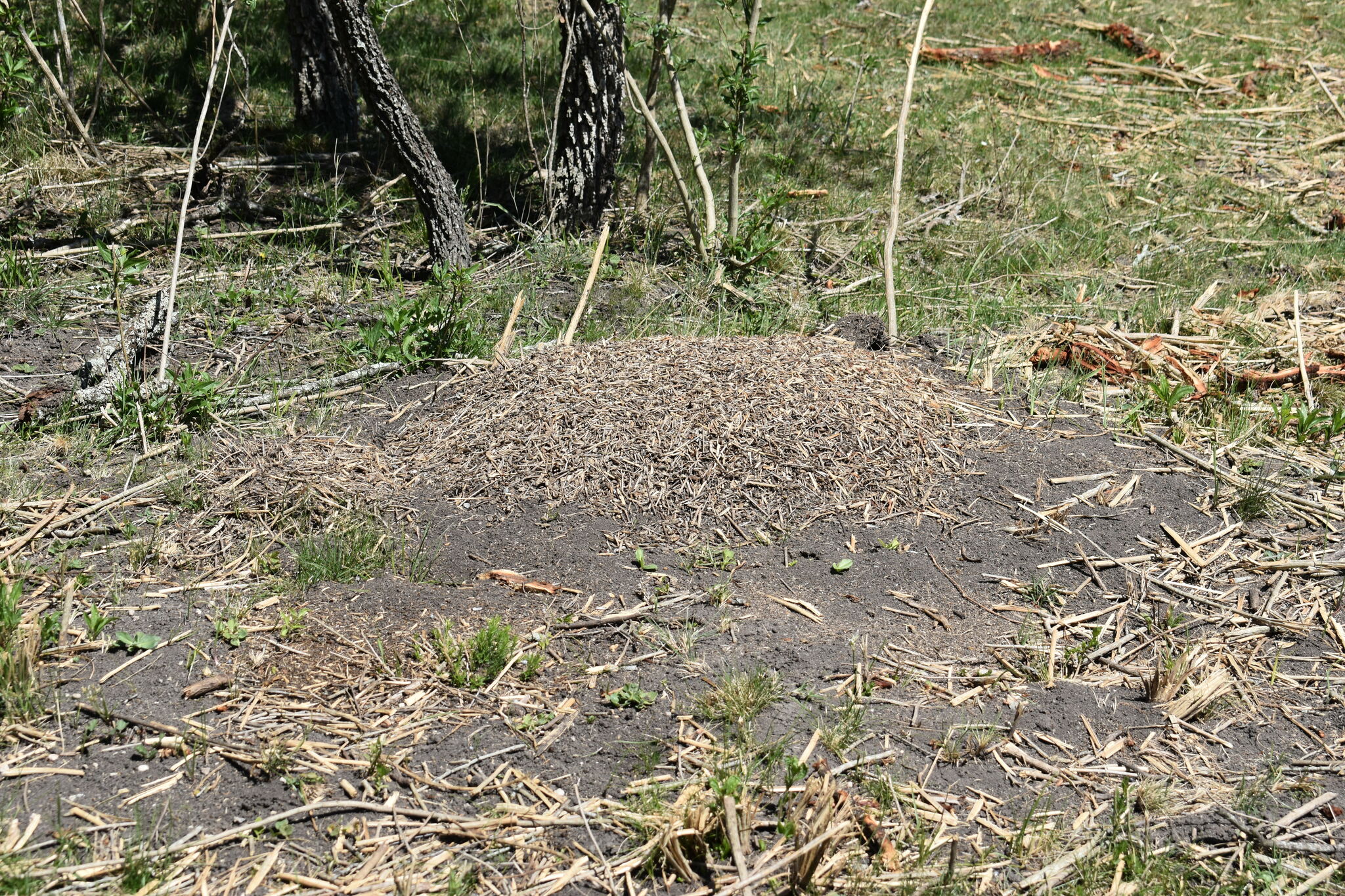 Acromyrmex crassispinus