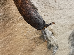 Gastrodontidae