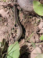 Thamnophis eques megalops