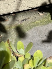 Aspidoscelis hyperythrus