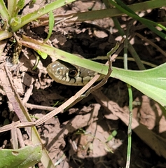 Thamnophis eques megalops