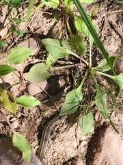 Thamnophis eques megalops