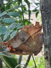 Charaxes varanes varanes