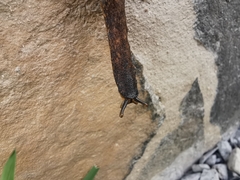 Gastrodontidae