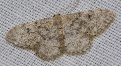 Idaea blaesii