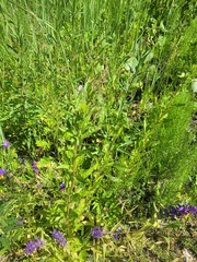 Oenothera