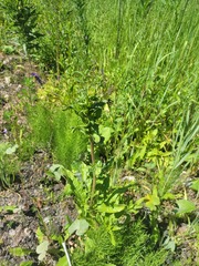 Oenothera