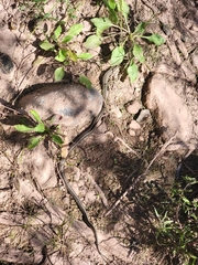 Thamnophis eques megalops