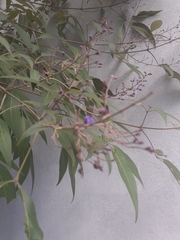 Vitex negundo