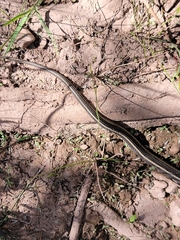 Thamnophis eques megalops
