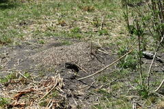 Acromyrmex crassispinus