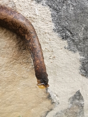 Gastrodontidae