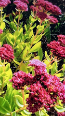 Hylotelephium telephium