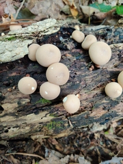 Apioperdon
