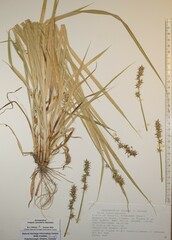Carex laevivaginata