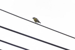Coereba flaveola