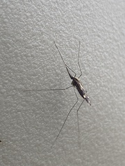 Anopheles punctipennis