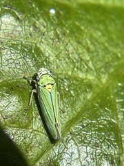 Graphocephala atropunctata