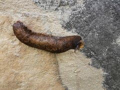Gastrodontidae
