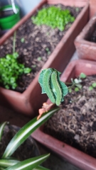 Leptophobia