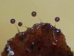 Clastoderma microcarpum