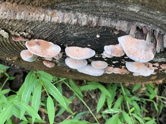 Rhodofomes cajanderi