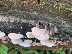 Rhodofomes cajanderi