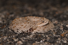 Crotalus cerastes laterorepens