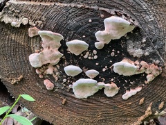 Rhodofomes cajanderi