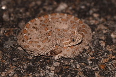 Crotalus cerastes laterorepens