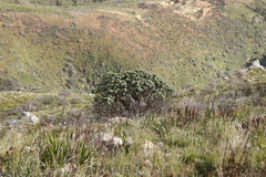 Leucospermum conocarpodendron conocarpodendron
