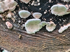 Rhodofomes cajanderi