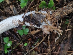 Chlorophyllum olivieri
